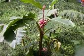 Pink trpebann (Musa velutina)